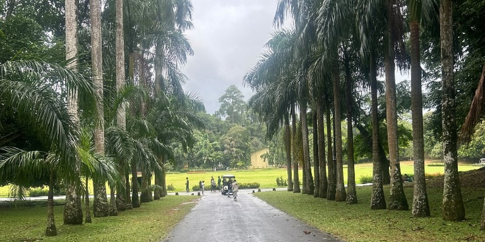Palm avenue after rain in Sri Lanka
